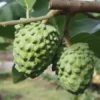 Atemoya Geffner Tropical Fruit Tree - Exotic Fruit Tree Plant