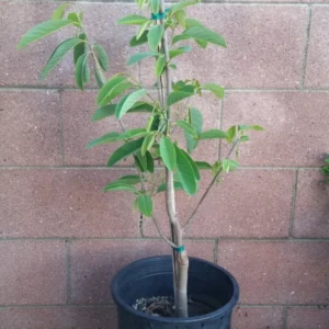 Atemoya Geffner Tropical Fruit Tree - Exotic Fruit Tree Plant