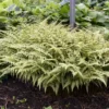 Athyrium Ghost Fern 5.25" Pot Perennial Shade Plant Hybrid Hosta