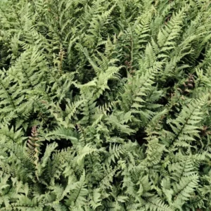 Athyrium Ghost Fern 5.25