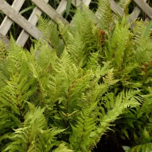 Athyrium Lady in Red Fern 5.25