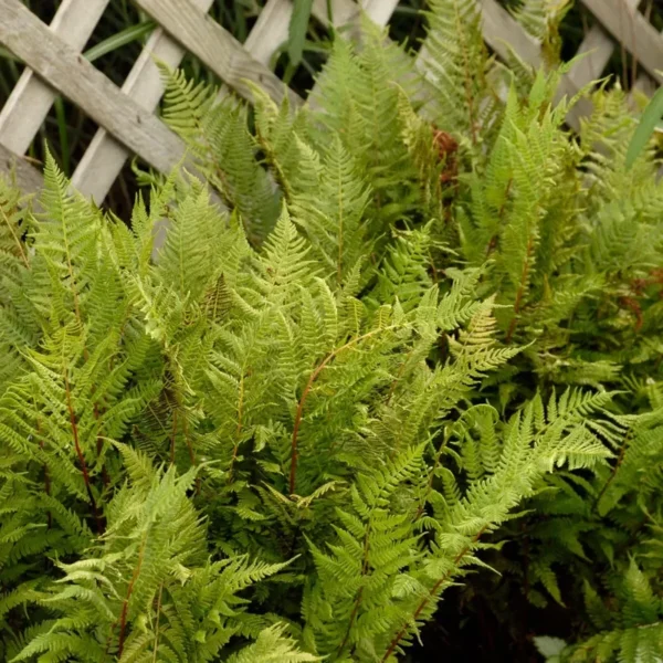 Athyrium Lady in Red Fern 5.25" Pot - Perennial Shade Plant