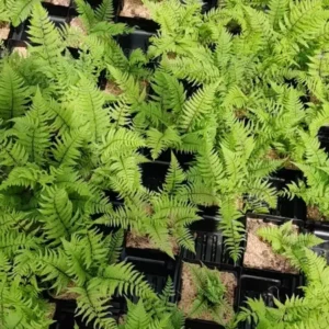 Athyrium Lady in Red Fern 5.25
