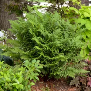 Athyrium Lady in Red Fern 5.25