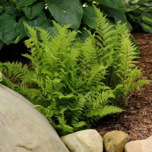 Athyrium Lady in Red Fern 5.25