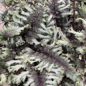 Athyrium niponicum 'Crested Surf' Japanese Painted Fern - 5.25 inch Pot Perennial