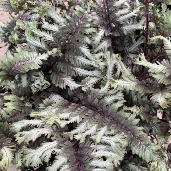Athyrium niponicum 'Crested Surf' Japanese Painted Fern - 5.25 inch Pot Perennial
