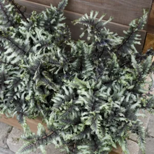 Athyrium niponicum 'Crested Surf' Japanese Painted Fern - 5.25 inch Pot Perennial