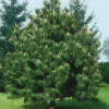 Austrian Pine Tree Pinus Nigra Plant - 5-8 Inch Potted Tree - Hardy Evergreen