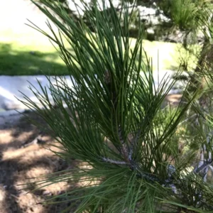 Austrian Pine Tree Pinus Nigra Plant - 5-8 Inch Potted Tree - Hardy Evergreen