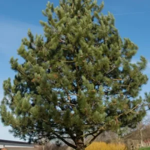 Austrian Pine Tree Pinus Nigra Plant - 5-8 Inch Potted Tree - Hardy Evergreen