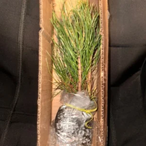 Austrian Pine Tree Pinus Nigra Plant - 5-8 Inch Potted Tree - Hardy Evergreen