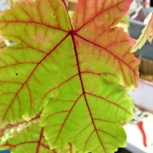 Autumn Blaze Maple Tree Plant - 6-12 Inch Tall - Quart Pot - Shade Tree