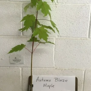 Autumn Blaze Maple Tree Plant - 6-12 Inch Tall - Quart Pot - Shade Tree