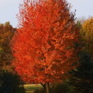 Autumn Blaze Maple Tree Plant - 6-12 Inch Tall - Quart Pot - Shade Tree