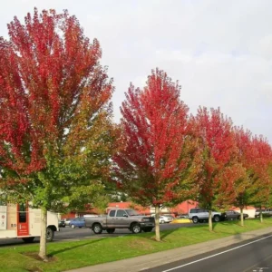 Autumn Blaze Maple Tree Plant - 6-12 Inch Tall - Quart Pot - Shade Tree