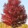 Autumn Flame Maple Tree - Acer Ginnala - Ornamental Shade Tree - Consistent Red Color