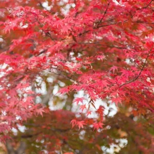Autumn Flame Maple Tree - Acer Ginnala - Ornamental Shade Tree - Consistent Red Color