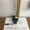 Autumnalis Flowering Cherry Tree 6-12 Inch Tall - Double Bloom Beauty