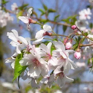 Autumnalis Flowering Cherry Tree 6-12 Inch Tall - Double Bloom Beauty