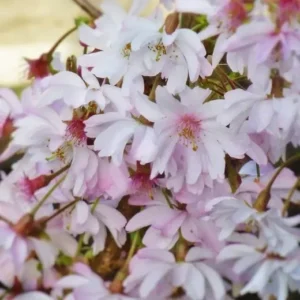 Autumnalis Flowering Cherry Tree 6-12 Inch Tall - Double Bloom Beauty