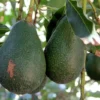 Avocado Dwarf Little Cado Grafted Plant - Fruit Tree - Easy Peel - Nutritious Fruit
