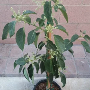 Avocado Dwarf Little Cado Grafted Plant - Fruit Tree - Easy Peel - Nutritious Fruit