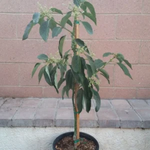 Avocado Dwarf Little Cado Grafted Plant - Fruit Tree - Easy Peel - Nutritious Fruit