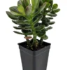 Baby Jade Tree Crassula - 2.5" Pot - Terrarium Fairy Garden Plant