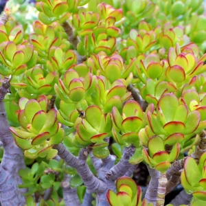 Baby Jade Tree Crassula - 2.5" Pot - Terrarium Fairy Garden Plant