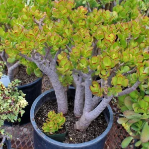 Baby Jade Tree Crassula - 2.5