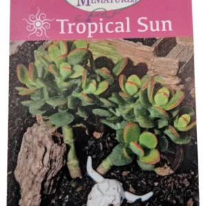 Baby Jade Tree Crassula - 2.5