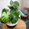 Baby Monstera Live Plant - Monstera Deliciosa Air Purifier Indoor Plant