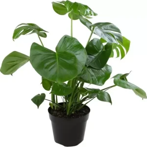 Baby Monstera Live Plant - Monstera Deliciosa Air Purifier Indoor Plant