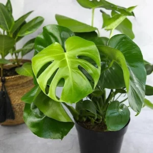 Baby Monstera Live Plant - Monstera Deliciosa Air Purifier Indoor Plant