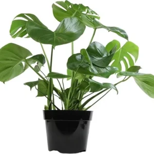 Baby Monstera Live Plant - Monstera Deliciosa Air Purifier Indoor Plant