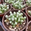 Baby Toes Cactus Plant Fenestraria Rhopalophylla - Rare Succulent