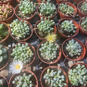 Baby Toes Cactus Plant Fenestraria Rhopalophylla - Rare Succulent