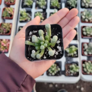 Baby Toes Cactus Plant Fenestraria Rhopalophylla - Rare Succulent
