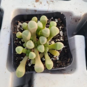 Baby Toes Cactus Plant Fenestraria Rhopalophylla - Rare Succulent