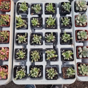 Baby Toes Cactus Plant Fenestraria Rhopalophylla - Rare Succulent