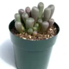 Baby Toes Succulent Fenestraria Rhopalophylla Live Plant 2.5" Pot - Unique