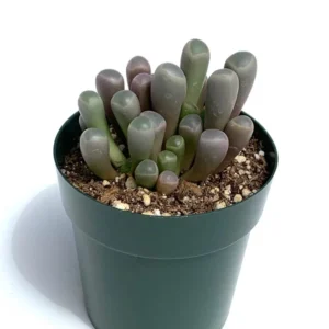 Baby Toes Succulent Fenestraria Rhopalophylla Live Plant 2.5