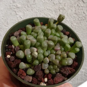 Baby Toes Succulent Fenestraria Rhopalophylla Live Plant 2.5