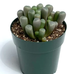 Baby Toes Succulent Fenestraria Rhopalophylla Live Plant 2.5