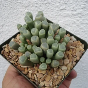 Baby Toes Succulent Fenestraria Rhopalophylla Live Plant 2.5