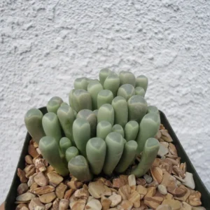 Baby Toes Succulent Fenestraria Rhopalophylla Live Plant 2.5