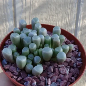 Baby Toes Succulent Fenestraria Rhopalophylla Live Plant 2.5