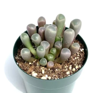 Baby Toes Succulent Fenestraria Rhopalophylla Live Plant 2.5