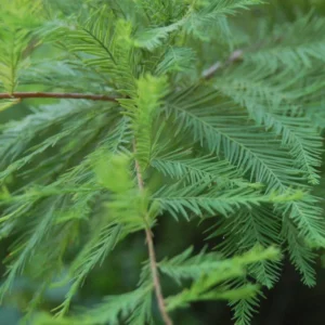 Bald Cypress Tree - 4 Inch Quart Pot Taxodiun Distichun - 6-12 Inch Tall Conifer